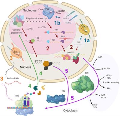 Frontiers | Systematic Review of Plant Ribosome Heterogeneity and  Specialization