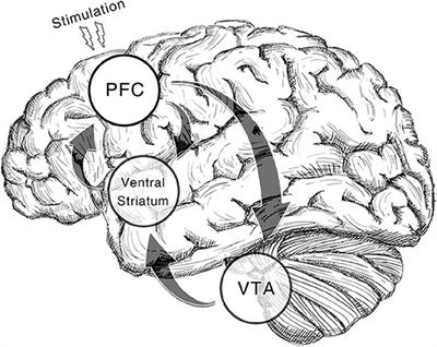 Frontiers | Effects of Non-invasive Brain Stimulation on Stimulant ...