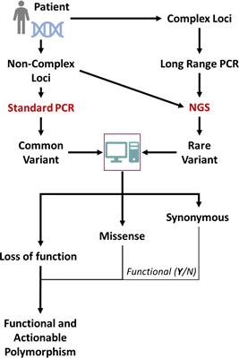 Polygenic heterogeneity in antidepressant treatment and placebo response