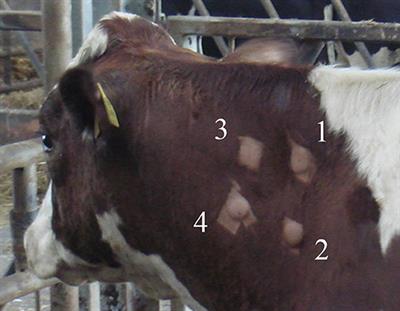 Frontiers | Tuberculin PPD Potency Assays in Naturally Infected Tuberculous Cattle as a Quality Control Measure in the Irish Bovine Tuberculosis Eradication Programme Frontiers | Tuberculin PPD Potency Assays in Naturally Infected Tuberculous Cattle as a Quality Control Measure in the Irish Bovine Tuberculosis Eradication Programme