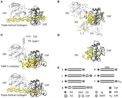 Frontiers Role Of Matrix Metalloproteinases In Angiogenesis And Cancer Oncology