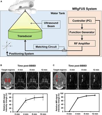 Frontiers Diminished Expression Of P Glycoprotein Using Focused Ultrasound Is Associated With Jnk Dependent Signaling Pathway In Cerebral Blood Vessels Neuroscience