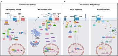 triple protein wnt triple protein wnt