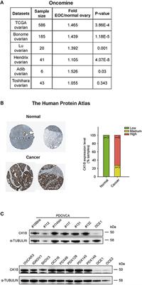 Featured image of post Proteine Atlas Rat - The publicly available database (www.proteinatlas.org) contains, in the first version, more than 400,000 high resolution.