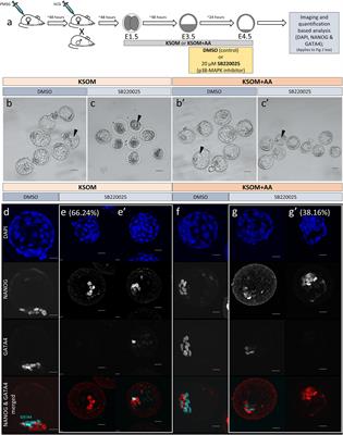hartmann neuron touchosc editor hartmann neuron touchosc editor