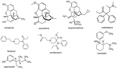 Frontiers Do All Opioid Drugs Share The Same Immunomodulatory