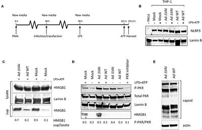 Frontiers Adenovirus Va Rnai Blocks Asc Oligomerization And Inhibits Nlrp3 Inflammasome Activation Immunology