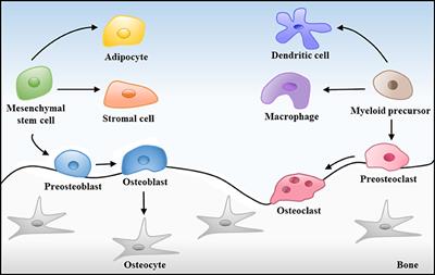 Frontiers | Magnetic Materials in Promoting Bone Regeneration