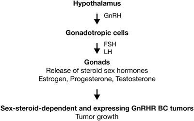 Frontiers Treatment Of Breast Cancer With Gonadotropin Releasing Hormone Analogs Oncology Frontiers Treatment Of Breast Cancer With Gonadotropin Releasing Hormone Analogs Oncology