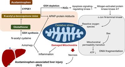 acetaminophen and alcohol metabolism