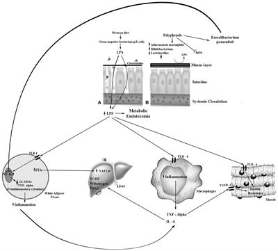 Frontiers | The Two-Way Polyphenols-Microbiota Interactions and Their Effects on Obesity and Related Metabolic Diseases | Nutrition