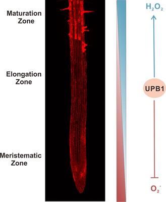 Frontiers Modulatory Role Of Reactive Oxygen Species In Root Development In Model Plant Of Arabidopsis Thaliana Plant Science Frontiers Modulatory Role Of Reactive Oxygen Species In Root Development In Model Plant Of Arabidopsis Thaliana Plant Science