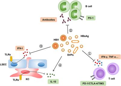 Frontiers Toward A Functional Cure For Hepatitis B The