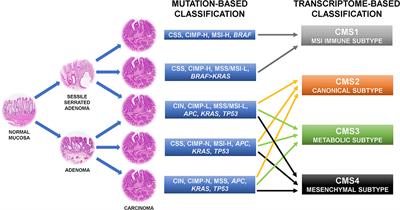 Frontiers | RAS, Cellular Plasticity, and Tumor Budding in Colorectal