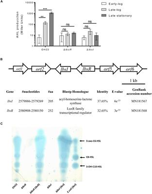 Frontiers The Ahl Quorum Sensing System Negatively Regulates Growth And Autolysis In Lysobacter Brunescens Microbiology