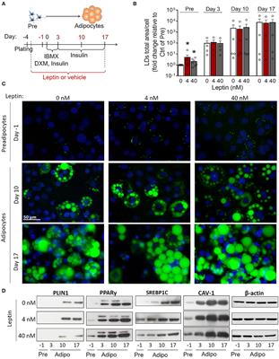 Frontiers | Leptin Induces Proadipogenic and Proinflammatory Signaling ...