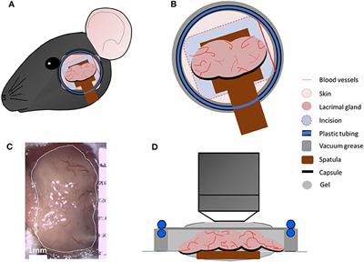 Frontiers Effect Of Dry Eye Disease On The Kinetics Of Lacrimal Gland Dendritic Cells As Visualized By Intravital Multi Photon Microscopy Immunology Frontiers Effect Of Dry Eye Disease On The Kinetics Of Lacrimal Gland Dendritic Cells As Visualized By Intravital Multi Photon Microscopy Immunology