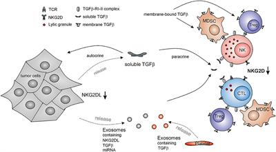 Frontiers Impairment Of Nkg2d Mediated Tumor Immunity By Tgf B Immunology