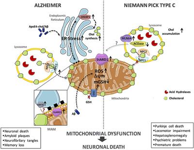 Oxidative Stress: A Pathogenic Mechanism for Niemann-Pick Type C