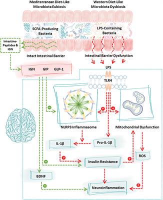 Frontiers Diet In Parkinson S Disease Critical Role For The Microbiome Neurology