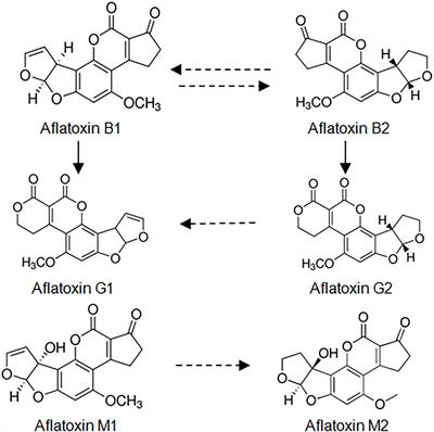Frontiers Detection Of Aflatoxins In Different Matrices And Food Chain Positions Microbiology
