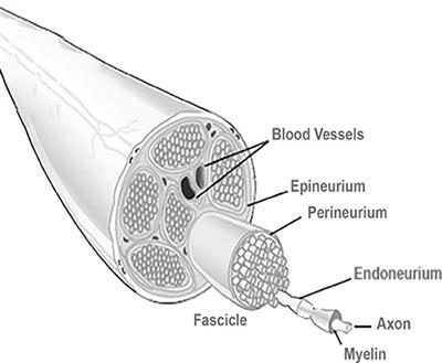 Frontiers Modern Trends For Peripheral Nerve Repair And