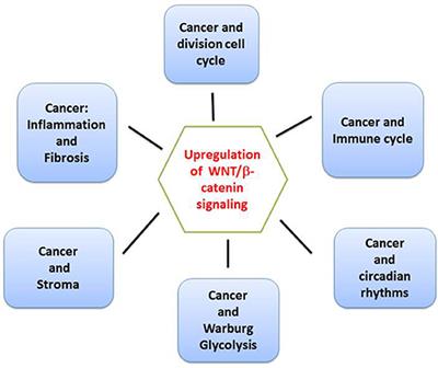 Frontiers Multiple Targets Of The Canonical Wnt B Catenin Signaling In Cancers Oncology