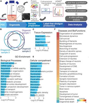 Frontiers Human Cerebral Organoids And Fetal Brain Tissue Share Proteomic Similarities Cell And Developmental Biology