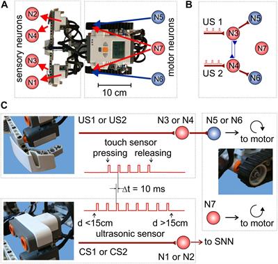 Frontiers | Spatial Properties of STDP in a Self-Learning Spiking ...