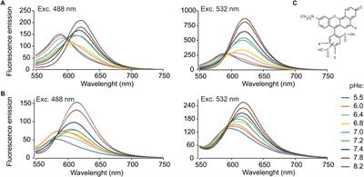 Frontiers Quantitative Intracellular Ph Determinations In Single Live Mammalian Spermatozoa Using The Ratiometric Dye Snarf 5f Cell And Developmental Biology