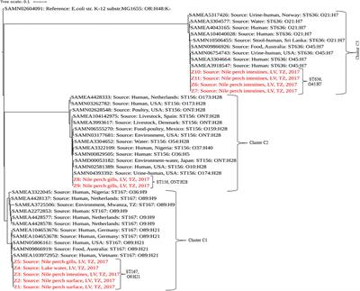 Frontiers Genome Based Analysis Of Extended Spectrum B Lactamase Producing Escherichia Coli In The Aquatic Environment And Nile Perch Lates Niloticus Of Lake Victoria Tanzania Microbiology