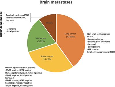 Frontiers | Tumor Primary Site And Histology Subtypes Role In  Radiotherapeutic Management Of Brain Metastases
