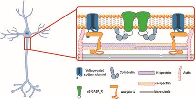 Frontiers | Inhibitory Synapse Formation at the Axon Initial Segment Frontiers | Inhibitory Synapse Formation at the Axon Initial Segment