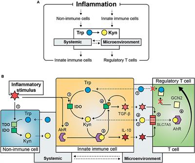 Frontiers | Tryptophan Metabolism in Inflammaging: From Biomarker to ...