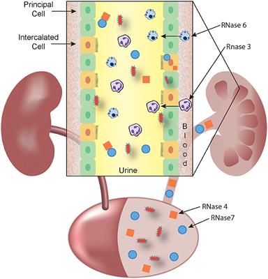 Frontiers | The Responses of the Ribonuclease A Superfamily to Urinary  Tract Infection