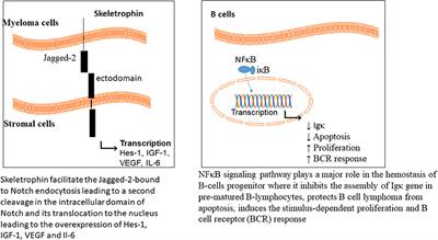 Frontiers Targeting Ubiquitin Proteasome Pathway By Natural Products Novel Therapeutic Strategy For Treatment Of Neurodegenerative Diseases Physiology