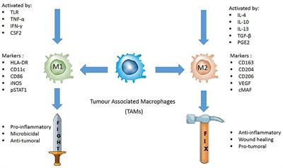 Frontiers Evaluating The Polarization Of Tumor Associated Macrophages Into M1 And M2 Phenotypes In Human Cancer Tissue Technicalities And Challenges In Routine Clinical Practice Oncology