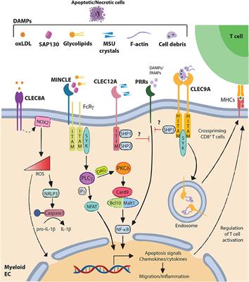 From structure to function – Ligand recognition by myeloid C-type