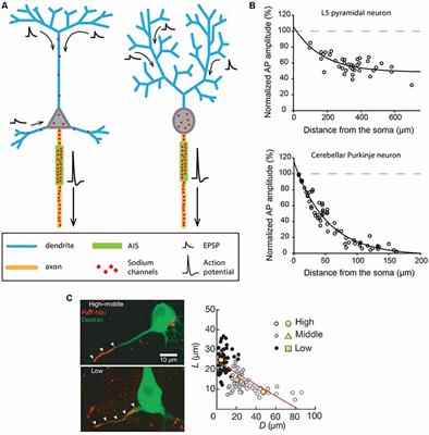 dendrite definition action potential