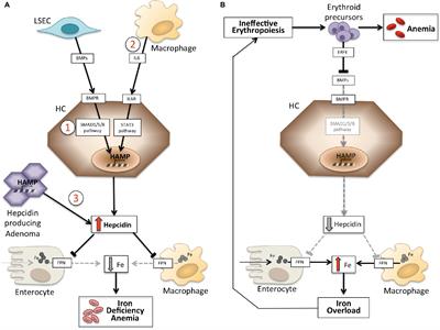 Frontiers Hepcidin And Anemia A Tight Relationship Physiology Frontiers Hepcidin And Anemia A Tight Relationship Physiology