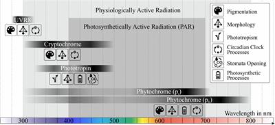 Frontiers Effects Of Light On Secondary Metabolites In Selected Leafy Greens A Review Plant Science