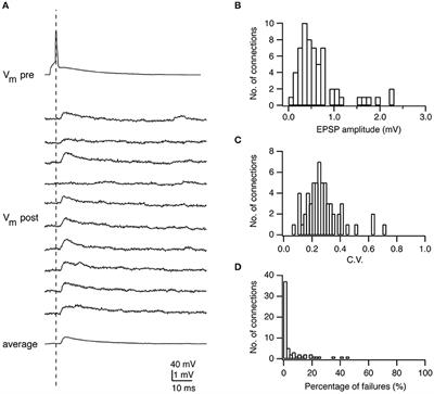Frontiers Unveiling The Synaptic Function And Structure Using