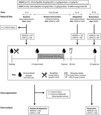 Frontiers | A Short-Term Ketogenic Diet Impairs Markers of Bone Health ...