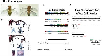 Frontiers | Some Questions and Answers About the Role of Hox Temporal  Collinearity in Vertebrate Axial Patterning