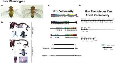 Frontiers | Some Questions and Answers About the Role of Hox Temporal Collinearity in Vertebrate Axial Patterning Frontiers | Some Questions and Answers About the Role of Hox Temporal Collinearity in Vertebrate Axial Patterning