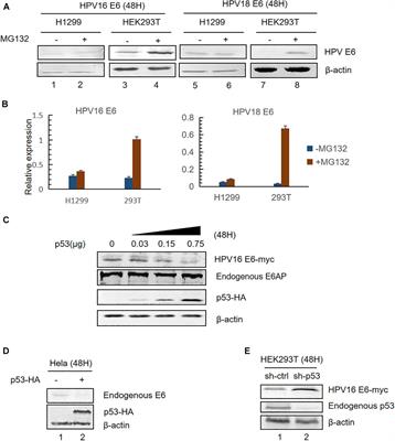 human papillomavirus ubiquitin omega 3 supplements labdoor