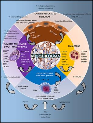 brain metastases breast cancer life expectancy