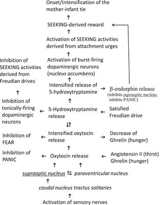 Frontiers On The Nature Of The Mother Infant Tie And Its Interaction With Freudian Drives Psychology