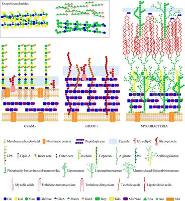 Examine and correctly label the various portions of bacterial lipopolysaccharide as shown here.