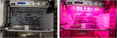 Microbiological and Nutritional Analysis of Lettuce Grown on the ISS
